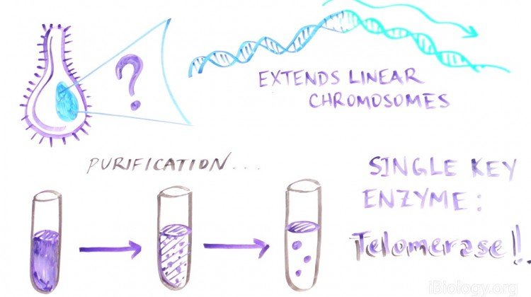 The Key to Chromosome Immortality The Key to Chromosome Immortality