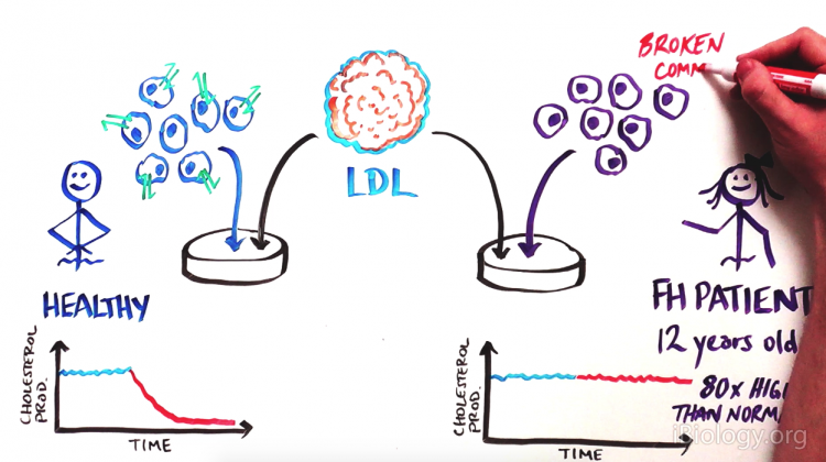 Discovering the cell’s radar: How cells sense their environment Discovering the cell’s radar: How cells sense their environment