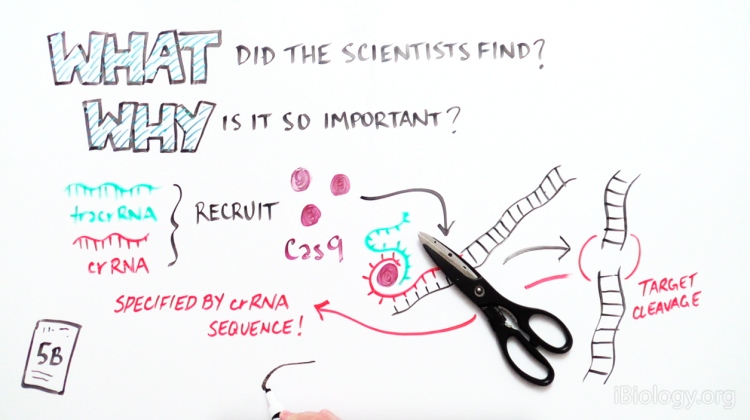 CRISPR: A Word Processor for Editing the Genome CRISPR: A Word Processor for Editing the Genome