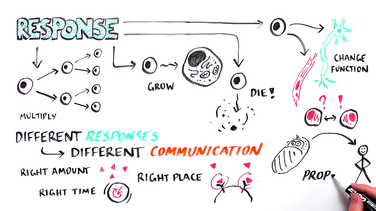 RASopathies RASopathies