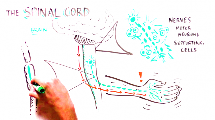 Progress and Promise of Stem Cell Research: Fixing nerve damage in spinal cord injury Progress and Promise of Stem Cell Research: Fixing nerve damage in spinal cord injury