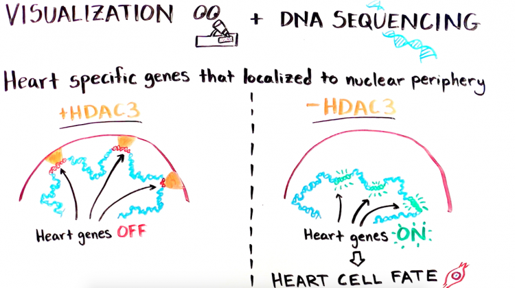 3D Packaging of DNA Regulates Cell Identity 3D Packaging of DNA Regulates Cell Identity