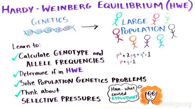 Mini-course: What is the Hardy-Weinberg Equilibrium? Mini-course: What is the Hardy-Weinberg Equilibrium?