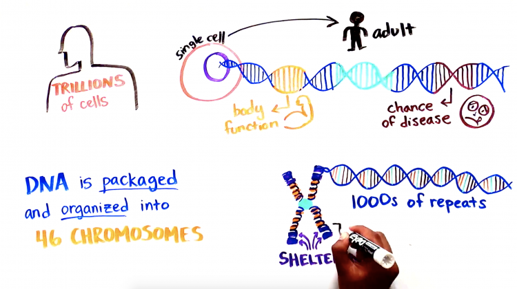 Explaining Telomere Biology Disorders Explaining Telomere Biology Disorders